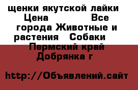 щенки якутской лайки › Цена ­ 15 000 - Все города Животные и растения » Собаки   . Пермский край,Добрянка г.